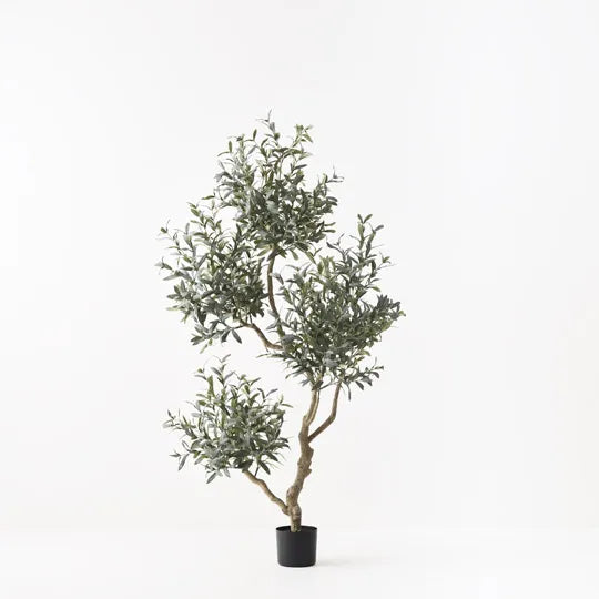 Olive Tree 190 cm