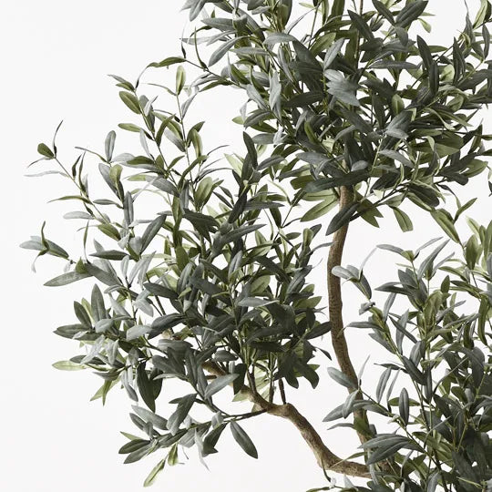 Olive Tree 190 cm