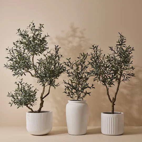 Olive Tree 190 cm