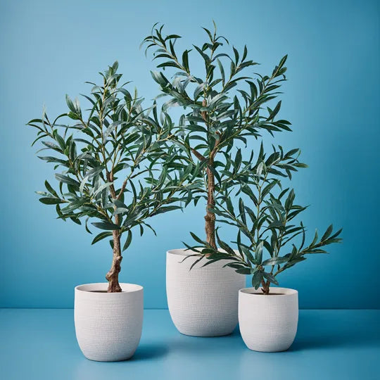 Olive Tree 50 cm