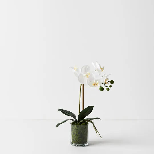 Orchid Phalaenopsis in Vase 35 cm