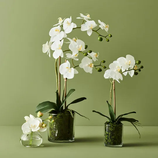 Orchid Phalaenopsis in Vase 35 cm