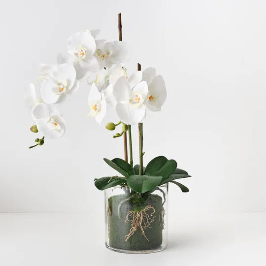 Orchid Phalaenopsis in Vase 56 cm