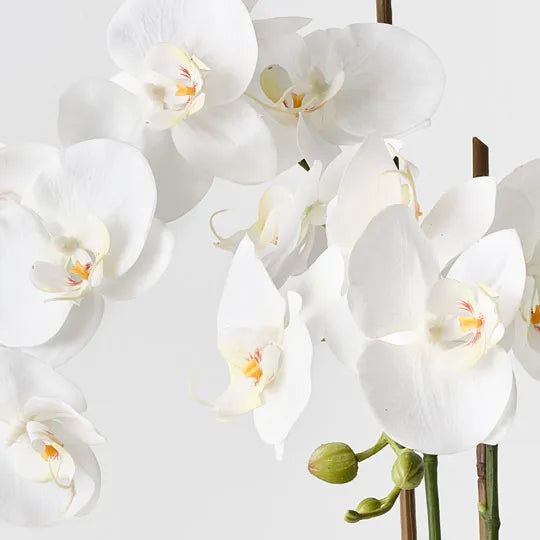 Orchid Phalaenopsis in Vase 56 cm