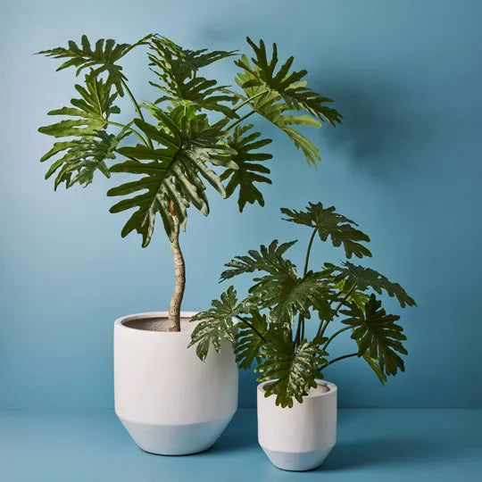 Philodendron Selloum Plant 160 cm