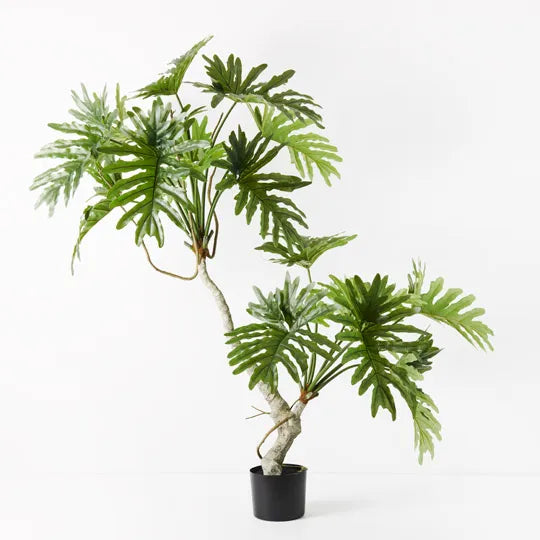Philodendron Selloum Plant 170 cm