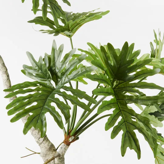 Philodendron Selloum Plant 170 cm