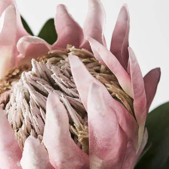 Protea King 69 cm