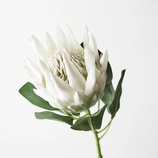 Protea King 69 cm