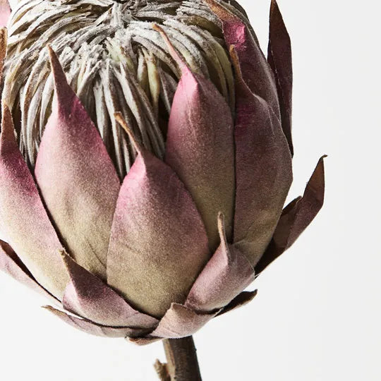 Protea King 69 cm