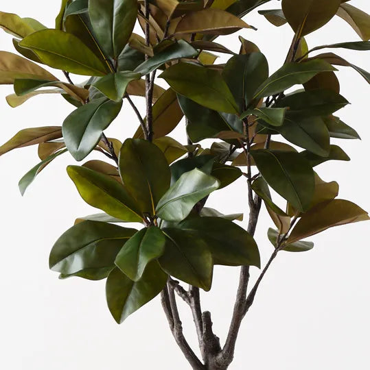 Rubber Tree 160 cm