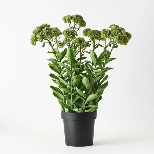 Sedum Plant 78 cm