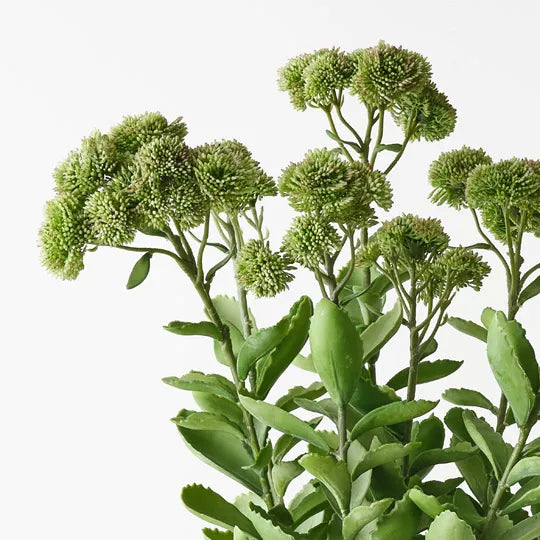 Sedum Plant 78 cm