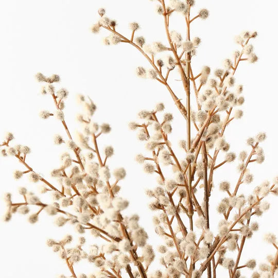 Bush 48 Wattle Bush 48 cm – Sunset Home Living