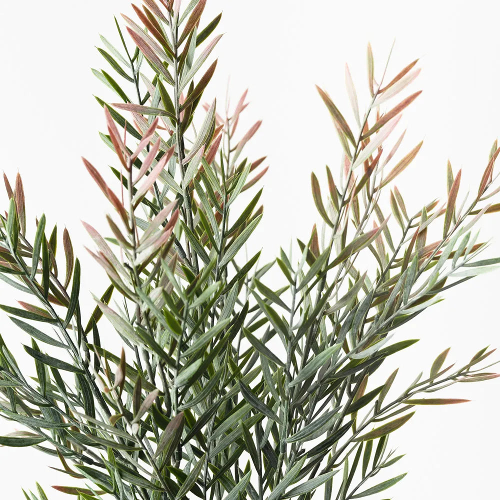 Acacia Leaf Bush 43 cm